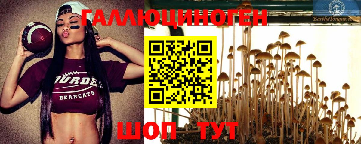 Псилоцибиновые грибы Psilocybine cubensis Красноармейск
